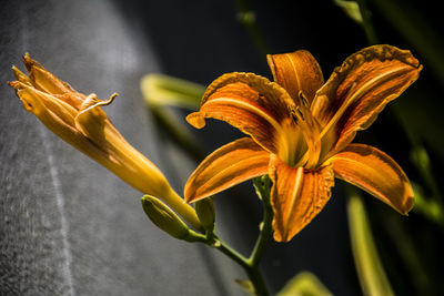 Close-up of day lily