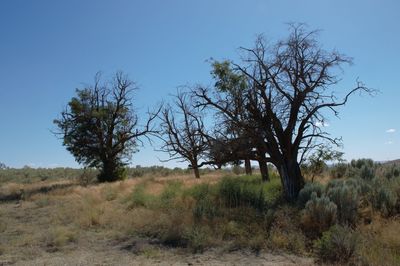Trees on field against clear blue sky