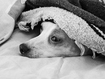 Close-up of dog lying down