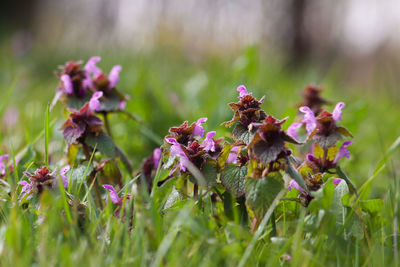 Close-up of purple flowering plant on field