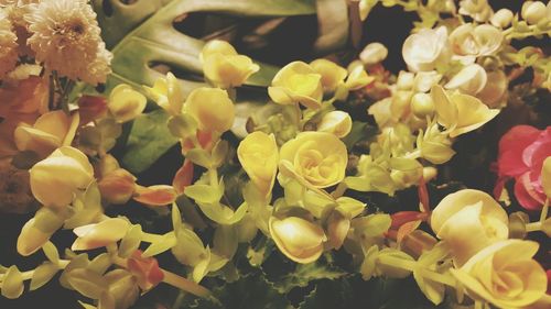 Close-up of yellow fruits