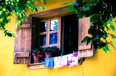 Potted plant on window of house