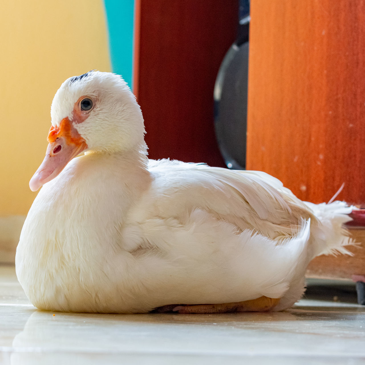 CLOSE-UP OF BIRD