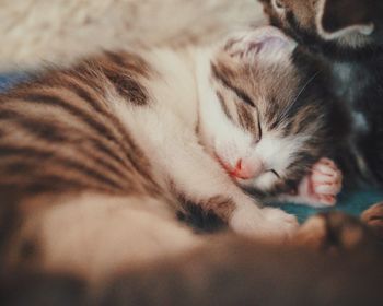 Close-up of cat sleeping on bed