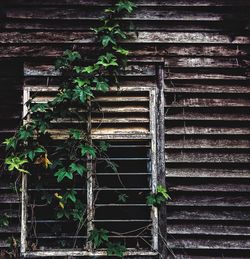 Ivy growing on rusty metallic structure