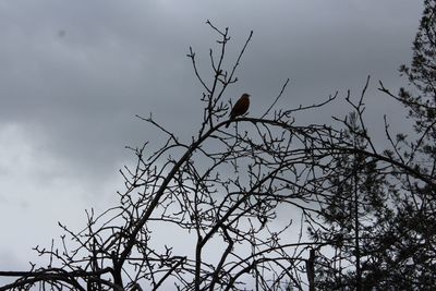 Low angle view of bird perching on bare tree against sky