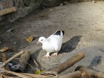 High angle view of bird