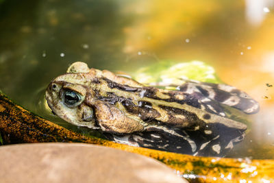 View by side of frog in lake 