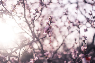 Close-up of cherry blossoms in spring