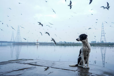 Dog sitting on a bank of a river with many siberian birds flying in the sky.