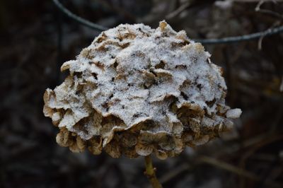 Close-up of frozen mushroom