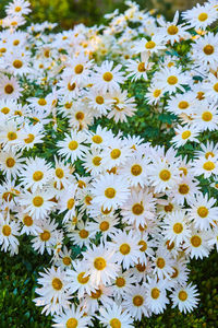 High angle view of white daisy flowers on field