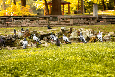 Pigeons in a field