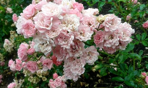 Close-up of pink flowers