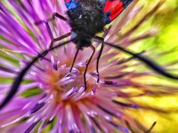 Close-up of honey bee on flower