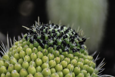 Close-up of succulent plant