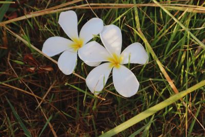 Close-up of white frangipani blooming on field