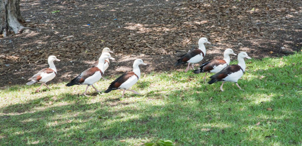 View of birds on field