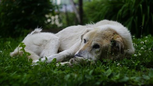 Dog in a grass