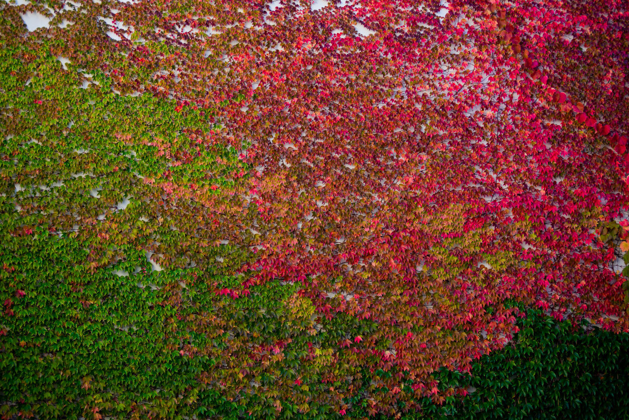 HIGH ANGLE VIEW OF RED FLOWERING PLANTS ON LAND