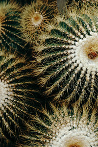 Full frame shot of cactus