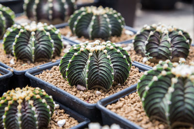 Close-up of succulent plant