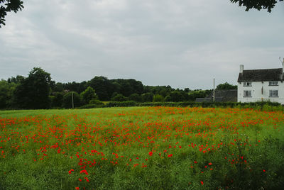 Scenic view of flowering plants and trees on field against sky