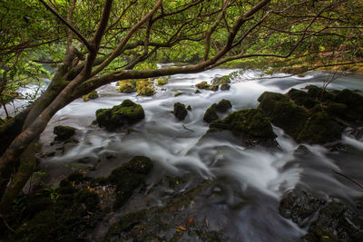 Stream flowing through rocks in forest