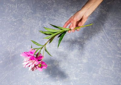 Close-up of hand holding pink flower over white background