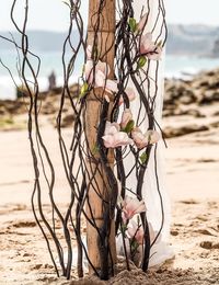 Close-up of flower on sand at beach against sky