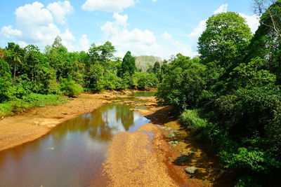 Scenic view of river amidst trees in forest against sky