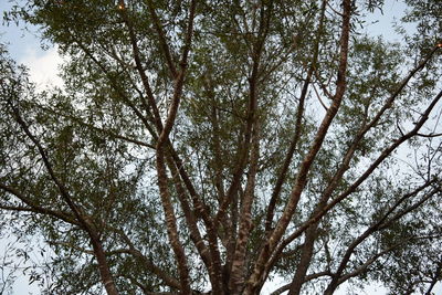 Low angle view of trees