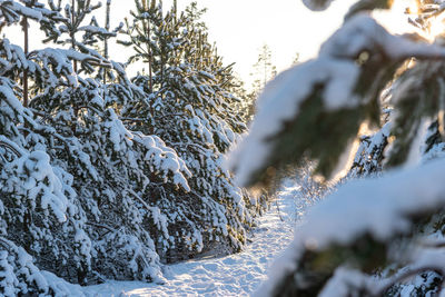 Close-up of snow covered tree