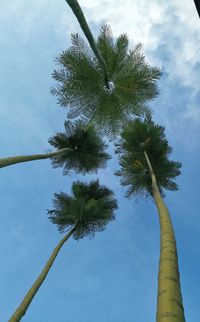 Low angle view of coconut palm tree against sky