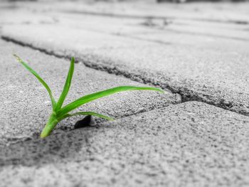 Close-up of leaf on ground