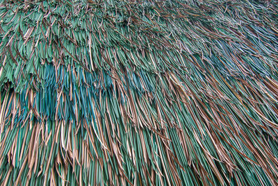 Full frame shot of plants