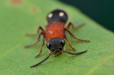 Close-up of insect on leaf