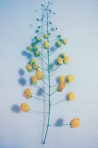 Close-up of flowers