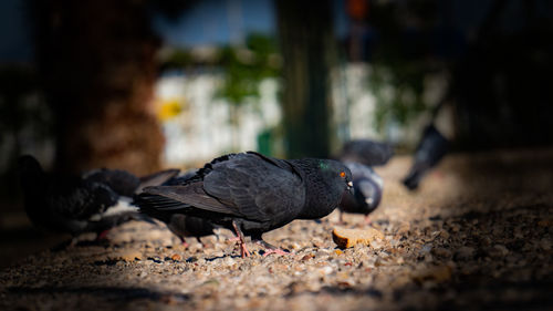 Close-up of pigeon perching on a land