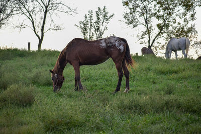 Horses grazing in a field