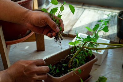 Midsection of person holding potted plant