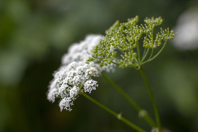 Close-up of white flowering plant