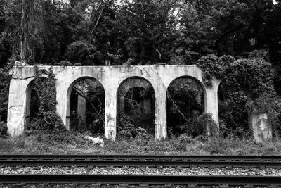 Railroad tracks by trees