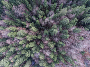Full frame shot of purple plants