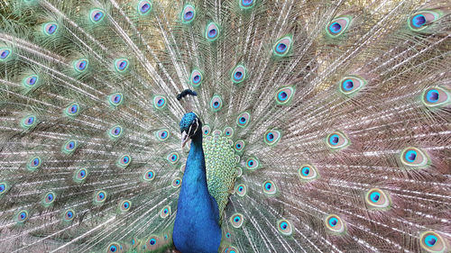 Indian green peafowl, blue peafowl, pavo cristatus, peacocks or peahens fanned out its massive tail.