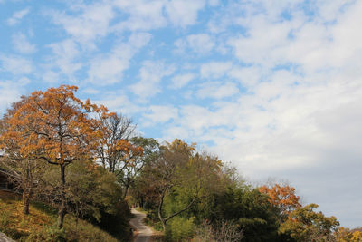 Low angle view of trees against sky