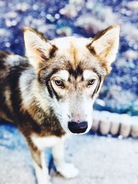 Close-up portrait of a dog