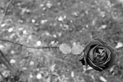 Close-up of rose blooming outdoors