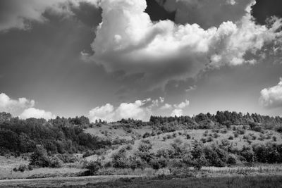 Low angle view of trees on field against sky