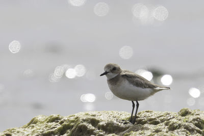 Close-up of seagull perching on rock against sky